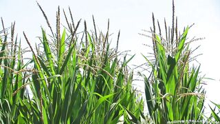 Open Road Part 2 Scene 1